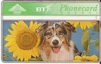 BTC-134 - Cachorro