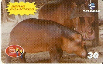 PE-913 - Filhotes - 3/6