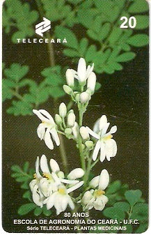CE-071 - Moringa