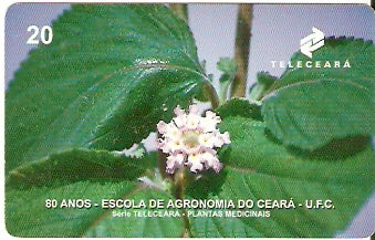 CE-141 - Erva Cidreira