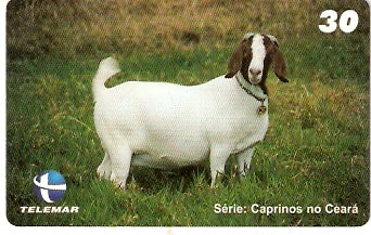 CE-652 - Caprinos - 7/9