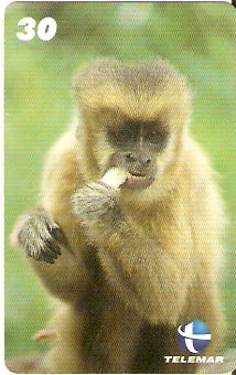 CE-693 - Macaco Prego