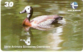 CE-748 - Marreca-Viuvinha