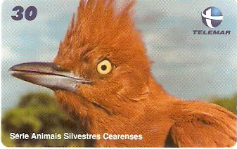 CE-749 - Casaca-de-Couro