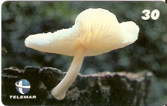 ES-141 - Fungos - 03/10