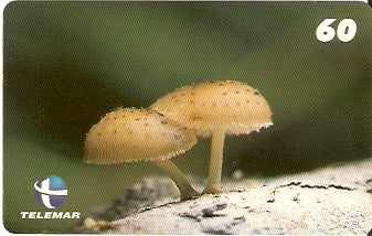 ES-143 - Fungos - 05/10