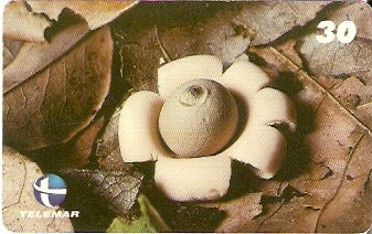 ES-144 - Fungos - 06/10