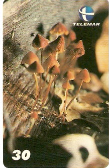 ES-145 - Fungos - 07/10