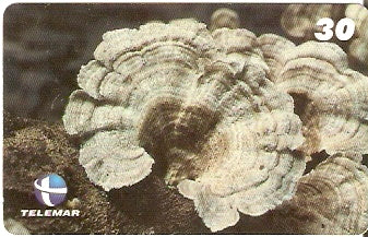 ES-148 - Fungos - 10/10