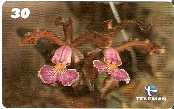 ES-348 - Cattleya Schilleriana