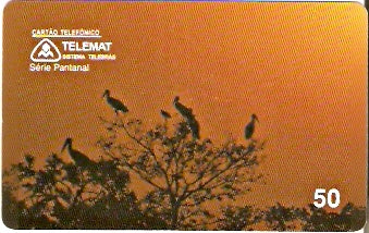 MT-043 - Ninhal de Tuiuiú