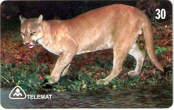 MT-102 - Onça Parda