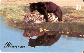 MT-111 - Onça Pintada