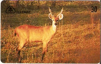 MT-122 - Cervo do Pantanal