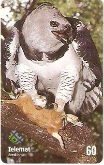 MT-143 - Gavião Real - 60 C