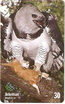 MT-142 - Gavião Real - 30 C