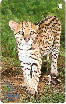 MT-145 - Jaguatirica