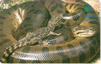 MT-162 - Sucuri Preta