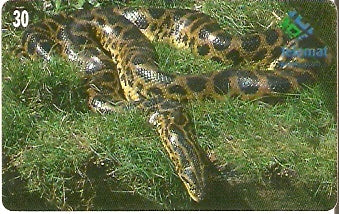 MT-163 - Sucuri Amarela