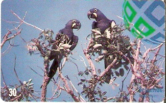 MT-168 - Araras Azuis