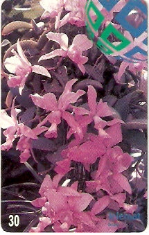 MT-174 - Orquídea