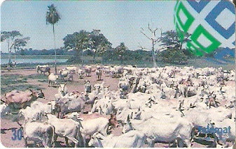 MT-169 - Boiada Pantaneira