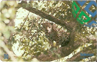 MT-170 - Onça Pintada