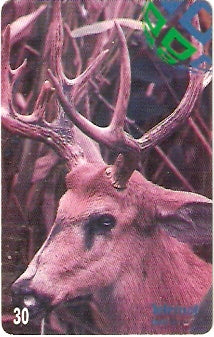 MT-176 - Cervo do Pantanal