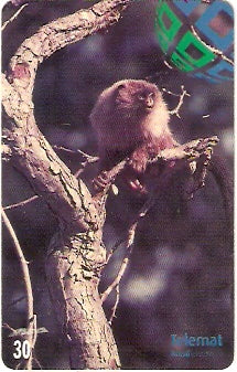 MT-177 - Macaco Sauim