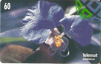 MT-245 - Flores - 03/10