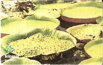 MT-259 - Vitória Régia - 1/4