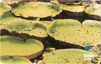 MT-260 - Vitória Régia - 2/4