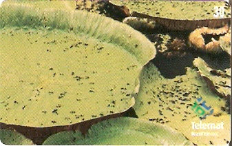 MT-262 - Vitória Régia - 4/4