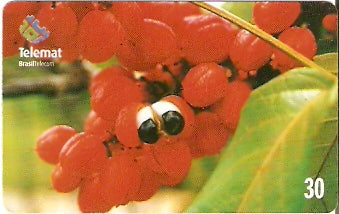 MT-295 - Guaraná