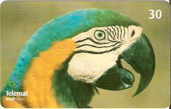 MT-296 - Arara Azul