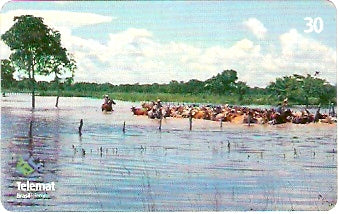 MT-309 - Animais - 10/10