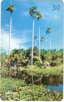 MT-314 - Mimoso