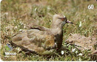 MT-310 - Aves - 05/10