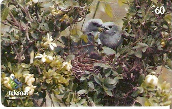 MT-311 - Aves - 06/10