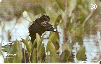 MT-312 - Aves - 06/10