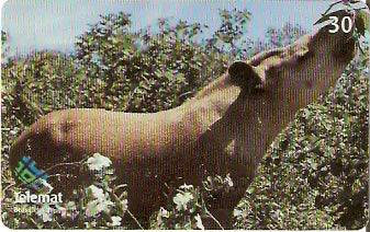 MT-398 - Animais - 06/10