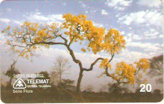 MT-036M - Ipê Amarelo