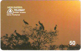 MT-043M - Ninhal de Tuiuiú