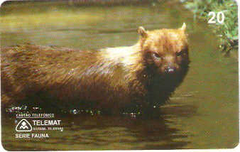 MT-062M - Cachorro-Vinagre