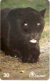 MT-104M - Onça Preta - D1