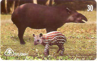 MT-110M - Anta com Filhote