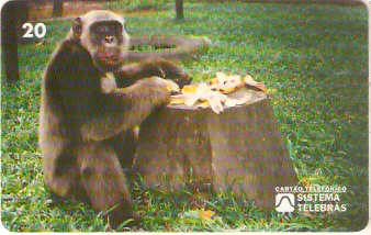RJ-0103M - Macaco Tião B1