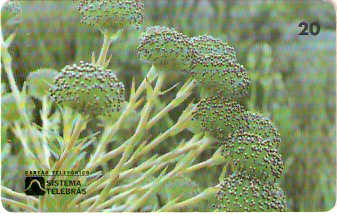 RJ-0154M - Pq Nacional de Itatiaia 2