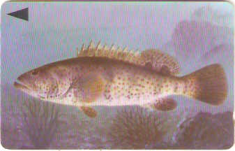 BHN-070A - Grouper