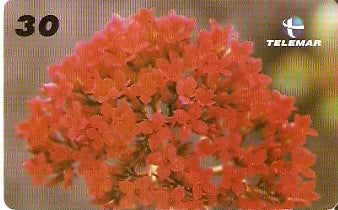 PB-052 - Flores - 02/15